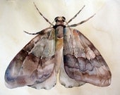 Moth - Original Watercolor - One of the kind