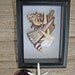 BEACH DECOR SHELL arrangement, coastal, nautical, black shadow box, brown patterned shells