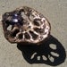 Lotus Root Ring, Ametrine, Size 6.5, Lotus Band, Ancient Bronze, Lost Wax Cast, Handmade, Bohemian, Gypsy, One of a Kind