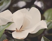 Magnolia photograph, tree, fragrant, southern, cream, petals, simple white, vintage style, nature, fine art photograph 8"x12"
