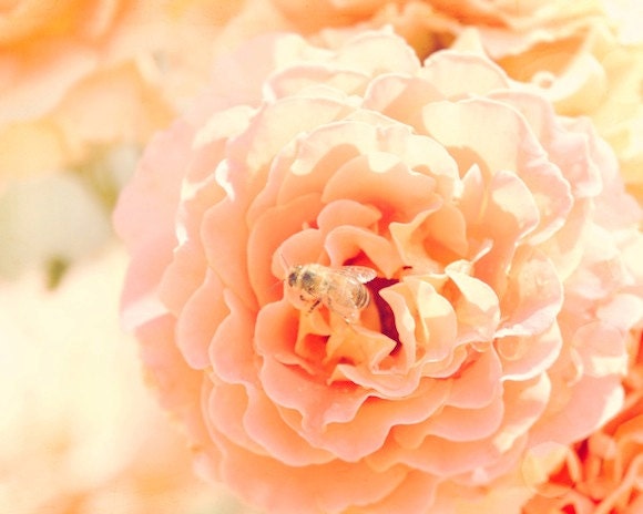 Pink Rose, honey bee, print, pink blossom petals, fragrance, fresh, morning sun, yellow, peach, fine art photograph 8"x10"