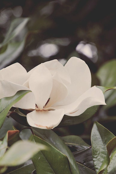 Magnolia photograph, tree, fragrant, southern, cream, petals, simple white, vintage style, nature, fine art photograph 5"x7"
