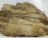 Petrified Wood Specimen, 7 1/2 x 4 1/2 inches