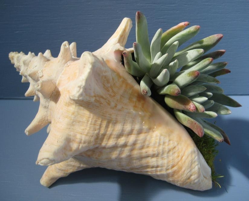 Succulent Planter Conch Shell Seashell Dudleya Beach Cottage Decor