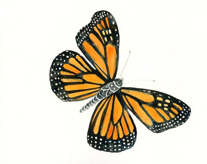 MONARCH BUTTERFLY Original watercolor painting 10x8inch