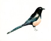 MAGPIE Original watercolor painting 10X8inch