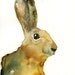 JACKRABBIT Original watercolor painting 8X10inch