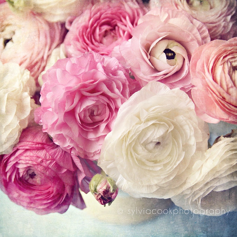 shabby chic home decor, "shades of pink", Ranunculus flowers, still life, floral photography, romantic, nature, spring, pink, white, pastel