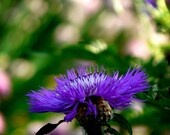 Purple Dancing in Green 8 X 8 fine art photography print