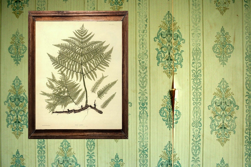 Antique Botanical Print "Fern Specimen 003" Vintage Floral Fine Art Woodland Print - Natural History Art Print