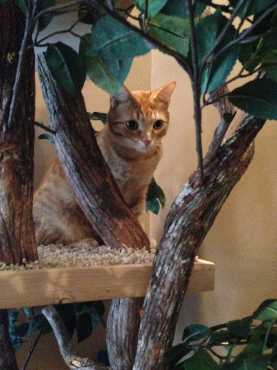 Mature (large) Cat Tree House