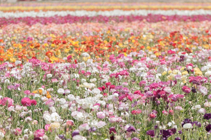 Ranunculus Photography -  Flower Field, Floral Photography, Nature Fine Art Photograph, Wall Decor