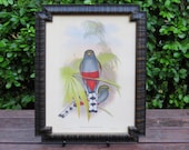 Framed Gould Bird Print. 24x18