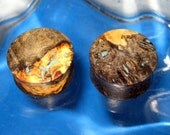 25mm Beautiful Blue Buckeye burl ear plugs, Turquoise inlay, gauges, hand turned