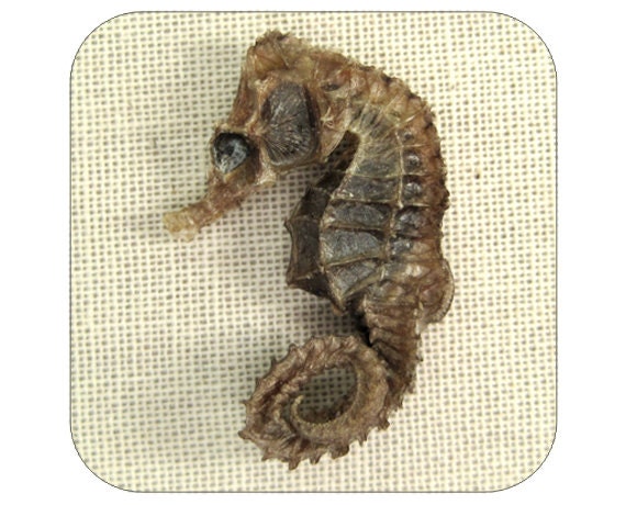 Sea Horse Specimen - Qty 1 - Lot 1365