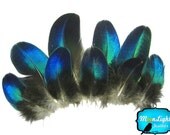 Rare feathers, 10 Pieces - Electric Blue Round Peacock Plumage feathers : 109