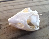 Small Turtle Skull - Musk Turtle or Mud Turtle - Natural Death Cruelty Free