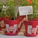 Wedding Favor Garden Succulent Planters - Custom Hand Painted Flower Pots - Weddings-Party-Shower Favors