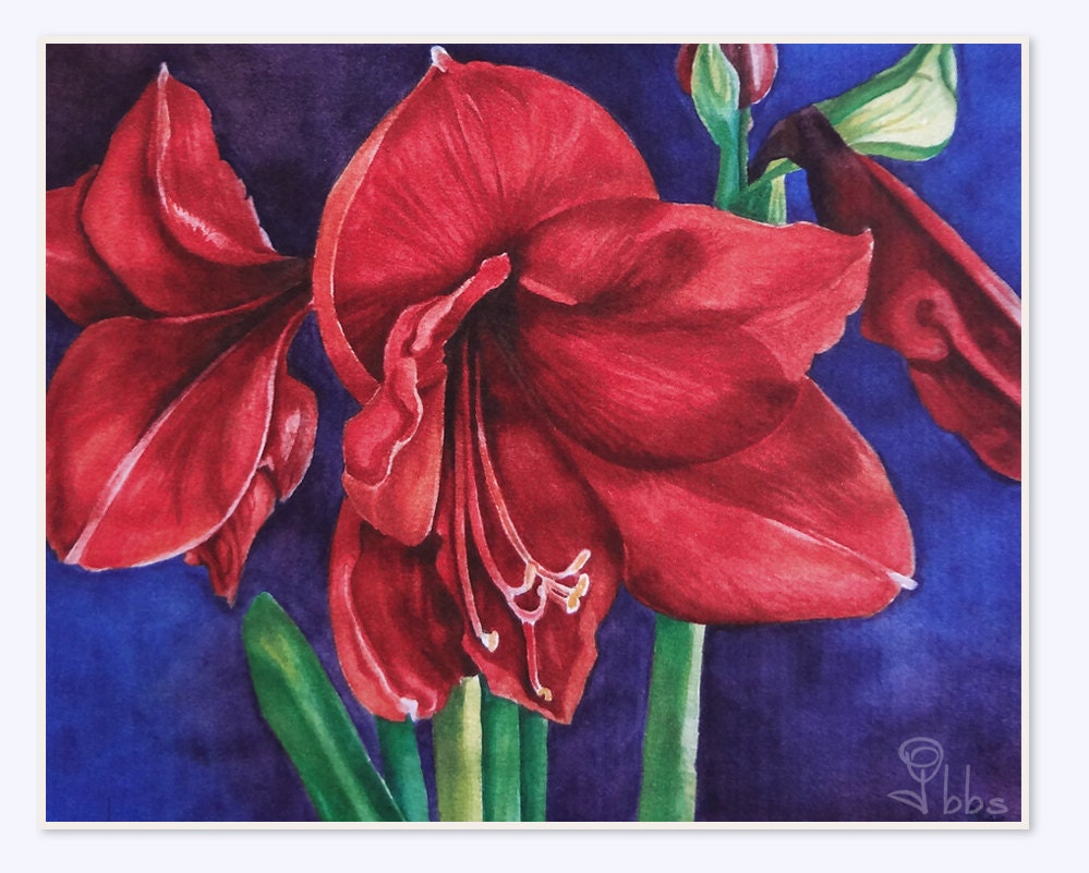 amaryllis flower art print, red flower painting, watercolor flowers