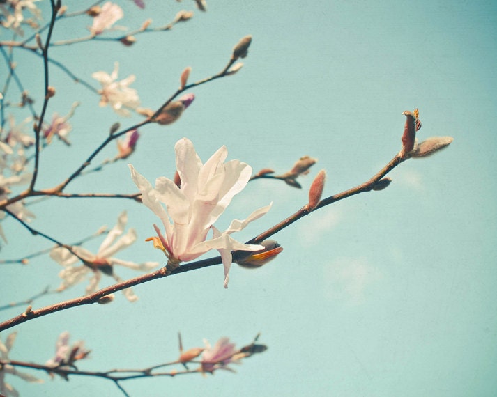 Paper Petals - Flower photography, nature, Magnolia Tree, pastel decor, floral, feminine, gift for woman, pink and blue 8x10 print