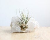Air Plant, Tillandsia, on Quartz Chunk, Crystal Garden, Eco Gift