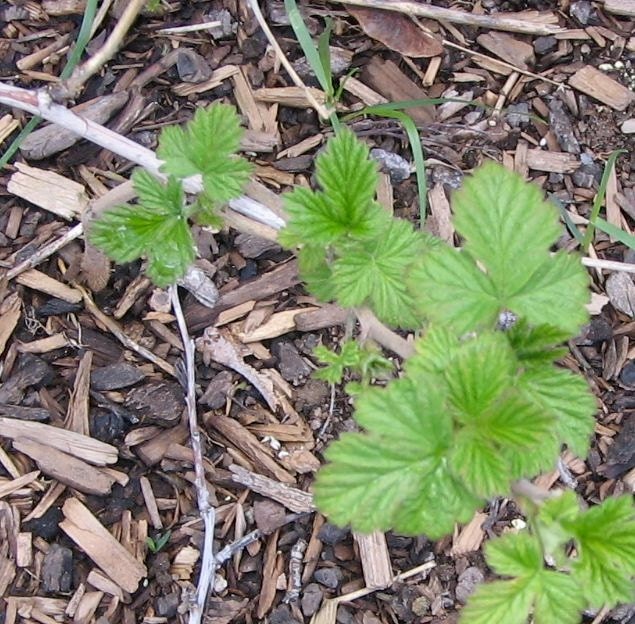 Fresh Leaves: Raspberry, Pansy, Lavender, Oregano, Succulent Leaves