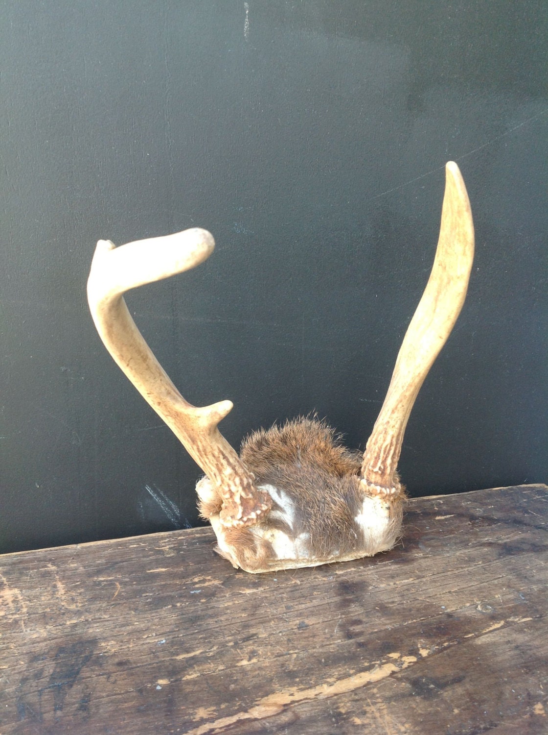 Vintage Set of Deer Antlers No. 3