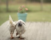 Animal Photography Two White Hens 16x20 Inches Large photography