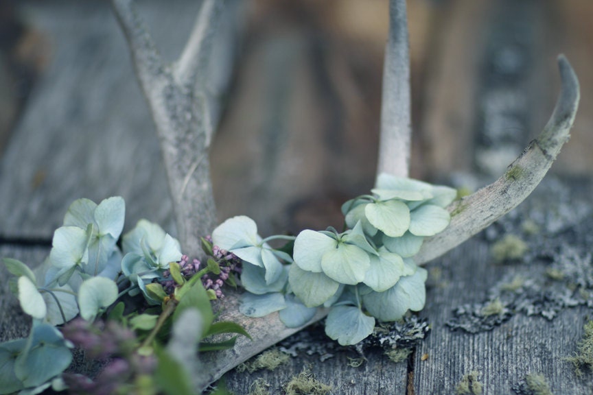 Summer Still Life Photography of Antlers and Flowers 8x12