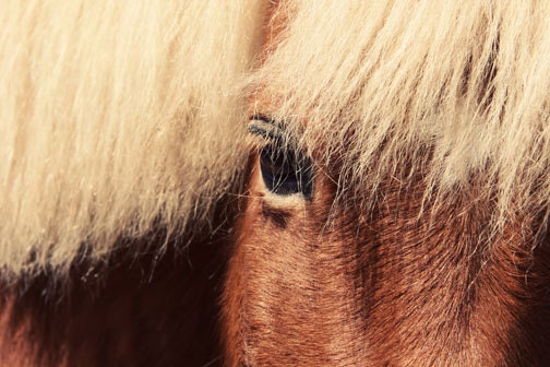 Horse Photograph - horses eye mane pony brown tan sand equine animal pasture field barn farm green sunny day summer 8x12