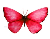 red butterfly archival 5" x 7" print of watercolor painting
