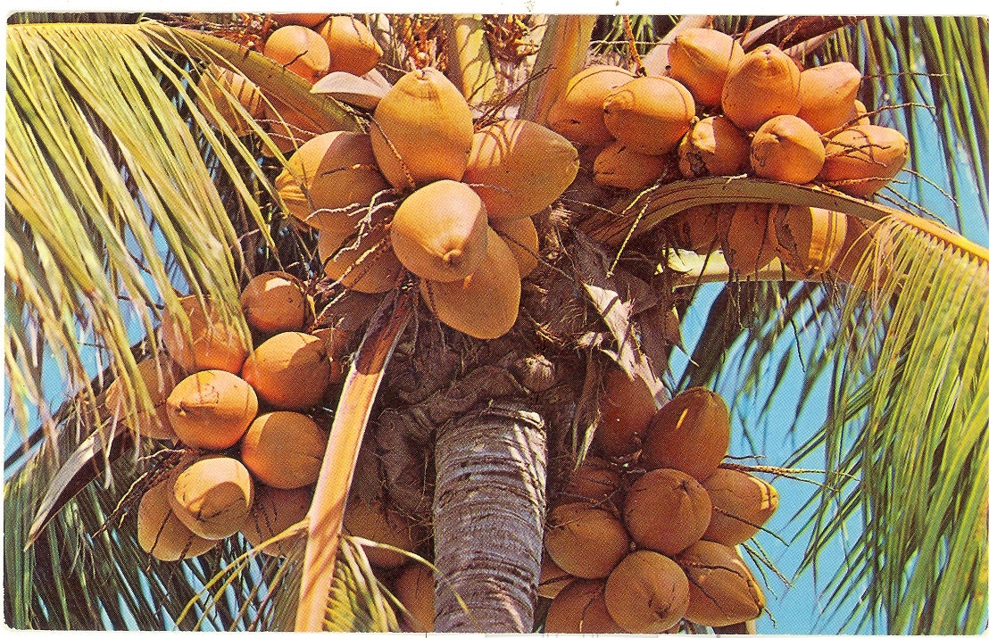 Vintage Florida Postcard - Coconut Palm Coconuts Palms
