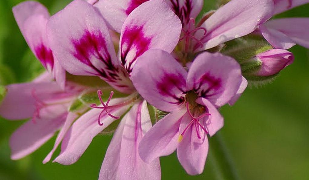 Scented Geranium, Organic Old Fashioned Rose Scented Geranium Seeds - Extremely Rare