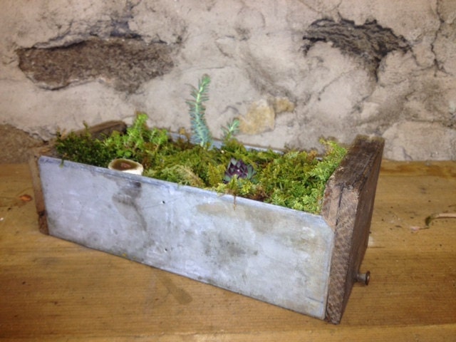 Succulent Garden - Apothecary Drawer