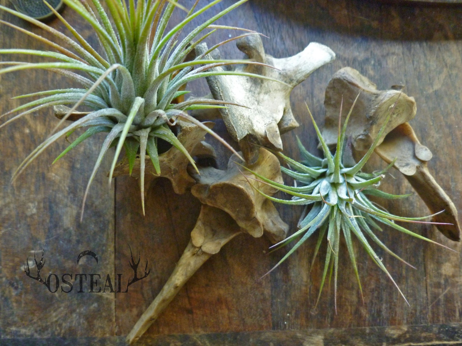 Tillandsia and Deer Bones - terrarium, garden, free shipping