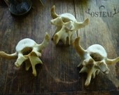 Large Raccoon Vertebra - for large gauge hoops or dreadlocks