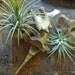 Tillandsia and Deer Bones - terrarium, garden, free shipping