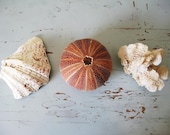 SALE...Natural Sea Shell Collection