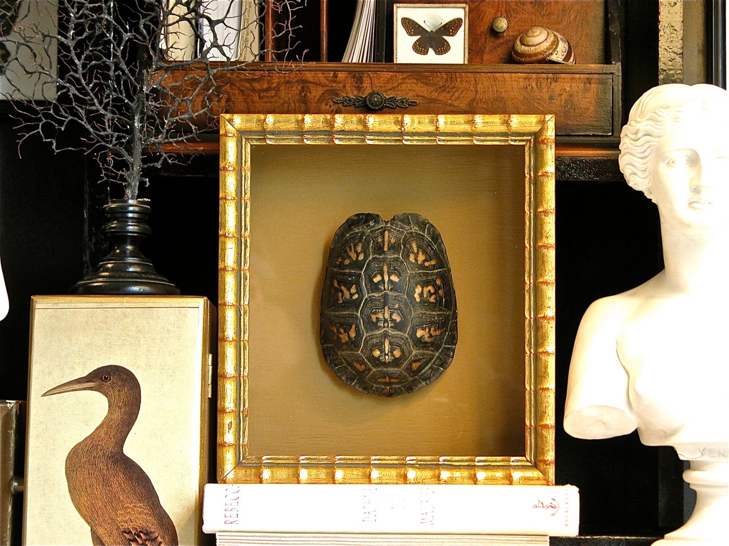 Mounted Turtle Shell Specimen