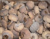 Decorative Poppy Seed Pods-Cinderella Pumpkin shaped pods