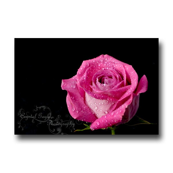 Pink Rose Black Background Print Fine Art Photography  Home Decor Plants Botanical Custom Size