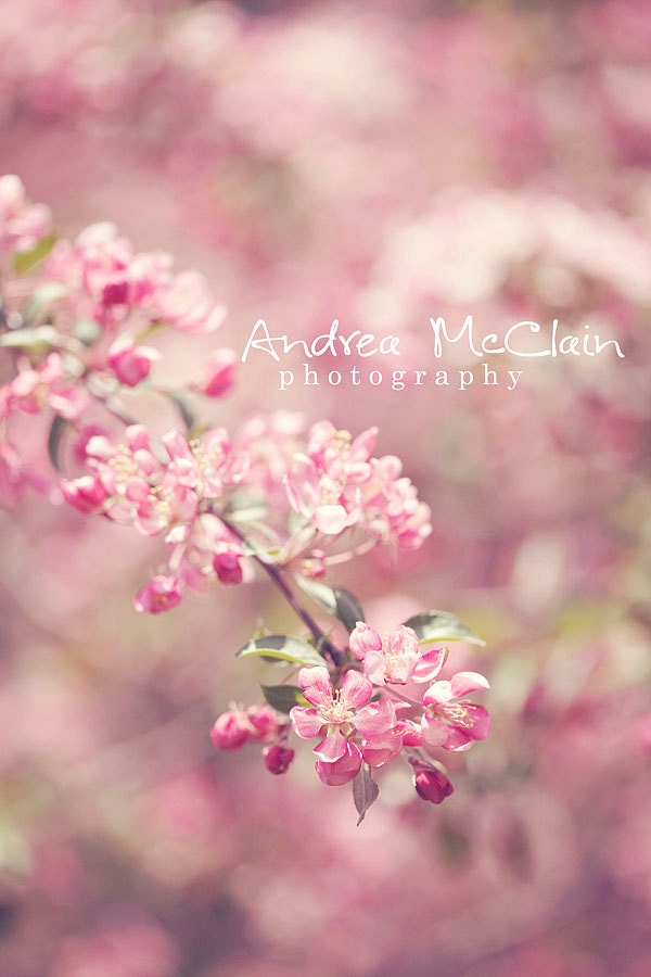 Pink Blossoms - 5x7 print