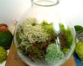 Terrarium, Large Table Vase, Moss, Fathers Day, Lichen. Great for HOME or OFFICE. Nice Unusual Gift. Terrariums by mossterrariums on Etsy.