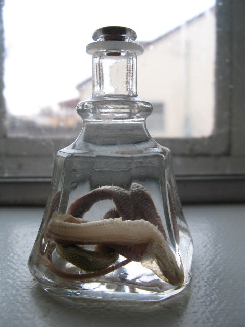 Cruelty Free Type O Negative Wild Motly Corn Snake Neonate Reptile Herp Serpent Cornsnake