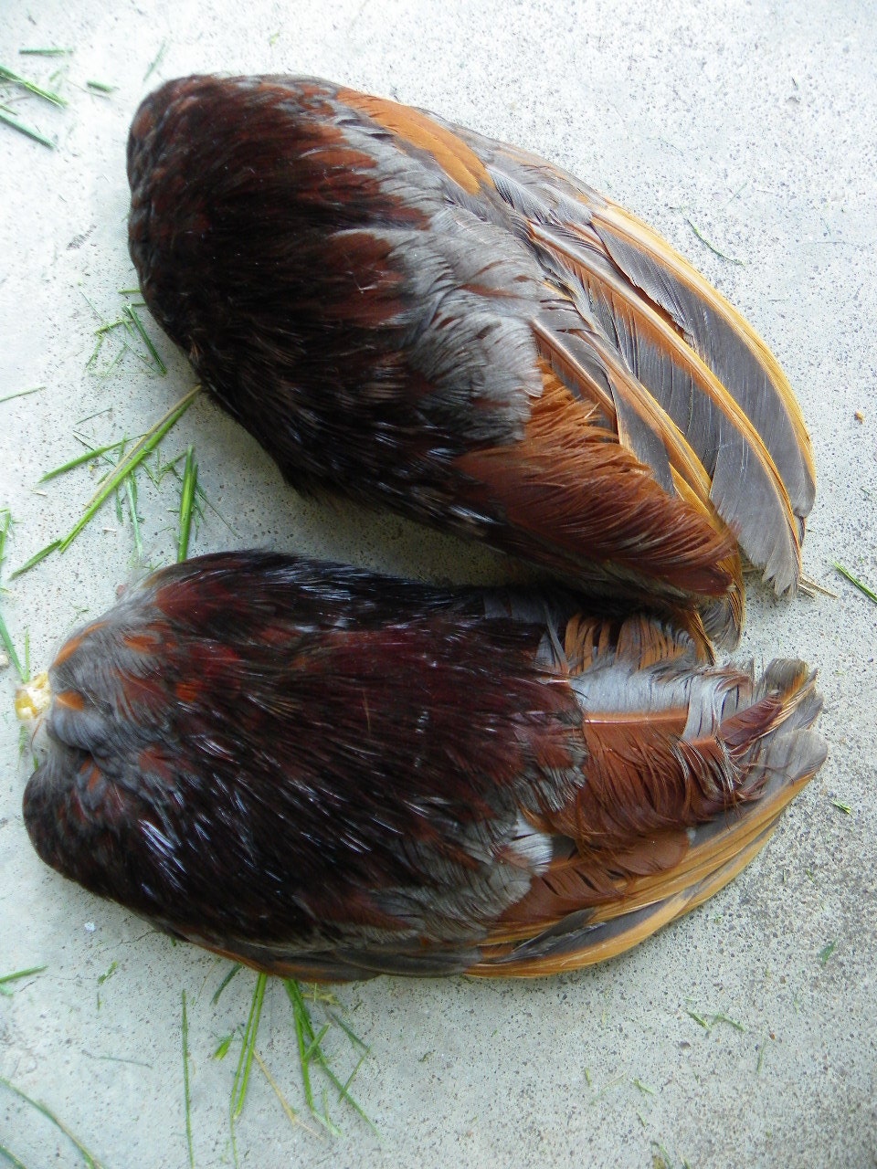 Cruelty Free Blue Laced Red Wyandotte Rooster Wings Poultry Real Bird