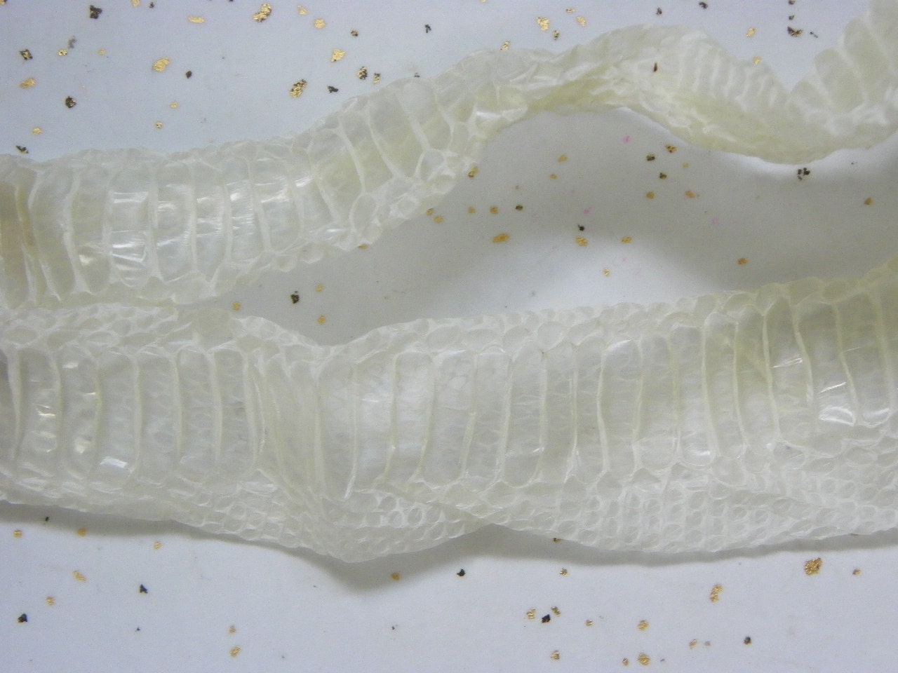 Q2 25" Colubrid Missing Tail Serpent Snake Skin Shed Heads Educational Magic Spell Arts Crafts