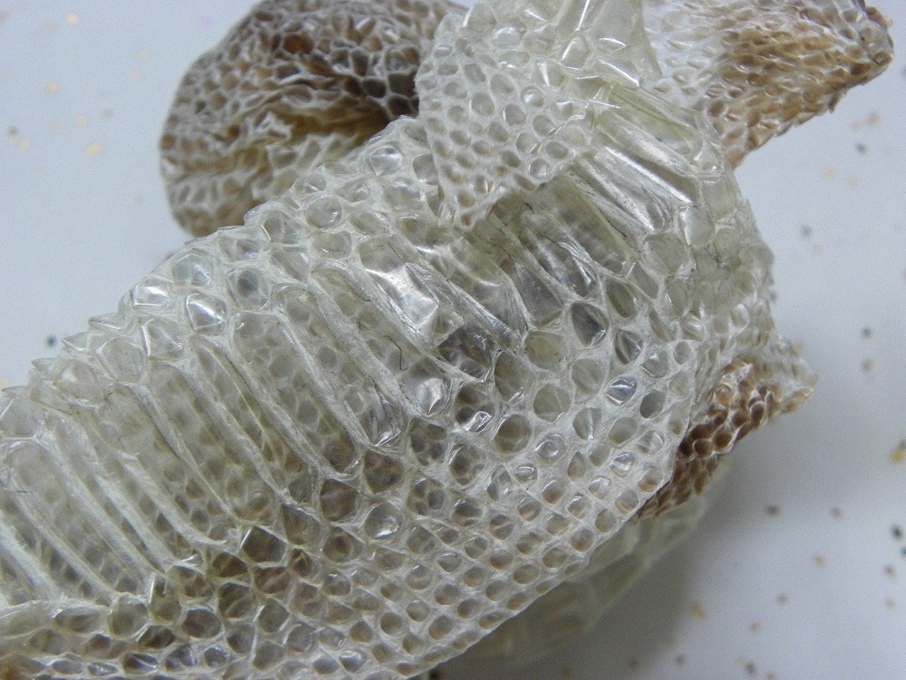 N7 13 Inch of Woma Ball Woma Pythonkin Shed Cruelty Free Religious Educational Magic Spell