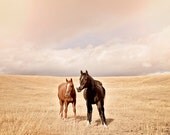 Modern Horse Photography, 11x14 Equestrian Print, Western Horse Art