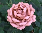 Pastel Pink Leather Rose, Wedding/3rd Anniversary Gift Long Stem Flower Valentine's Day 3rd Leather Anniversary
