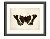 11x14 Vintage Science Plate Print. The Butterfly. Black and Blue